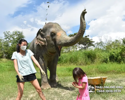 Elephant Jungle Sanctuary excursion in Pattaya Thailand - photo 399