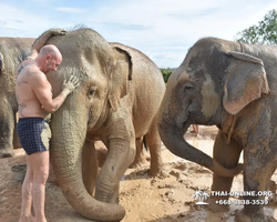 Elephant Jungle Sanctuary excursion in Pattaya Thailand - photo 336