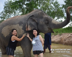 Elephant Jungle Sanctuary excursion in Pattaya Thailand - photo 413