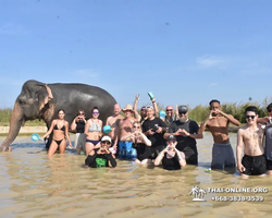 Elephant Jungle Sanctuary excursion in Pattaya Thailand - photo 1070
