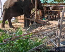 Elephant Jungle Sanctuary excursion in Pattaya Thailand - photo 3