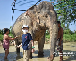 Elephant Jungle Sanctuary excursion in Pattaya Thailand - photo 204