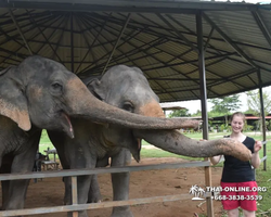 Elephant Jungle Sanctuary excursion in Pattaya Thailand - photo 882