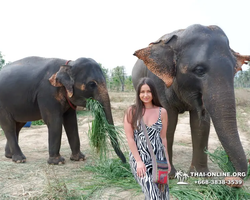 Elephant Jungle Sanctuary excursion in Pattaya Thailand - photo 465