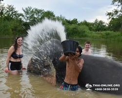 Elephant Jungle Sanctuary excursion in Pattaya Thailand - photo 766