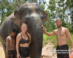 Elephant Jungle Sanctuary excursion in Pattaya Thailand - photo 307