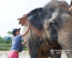 Elephant Jungle Sanctuary excursion in Pattaya Thailand - photo 626