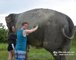 Elephant Jungle Sanctuary excursion in Pattaya Thailand - photo 1068