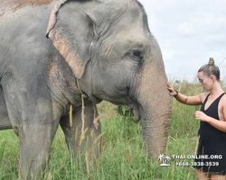 Elephant Jungle Sanctuary excursion in Pattaya Thailand - photo 332