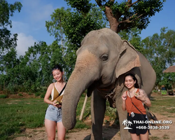 Elephant Jungle Sanctuary excursion in Pattaya Thailand - photo 88