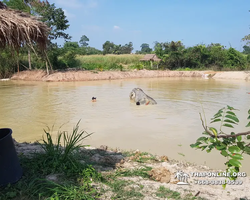 Elephant Jungle Sanctuary excursion in Pattaya Thailand - photo 90