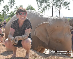 Elephant Jungle Sanctuary excursion in Pattaya Thailand - photo 407