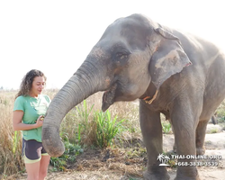 Elephant Jungle Sanctuary excursion in Pattaya Thailand - photo 759