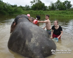 Elephant Jungle Sanctuary excursion in Pattaya Thailand - photo 773