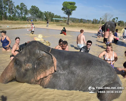 Elephant Jungle Sanctuary excursion in Pattaya Thailand - photo 269