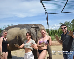 Elephant Jungle Sanctuary excursion in Pattaya Thailand - photo 822