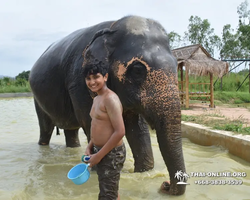 Elephant Jungle Sanctuary excursion in Pattaya Thailand - photo 740