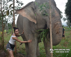 Elephant Jungle Sanctuary excursion in Pattaya Thailand - photo 320