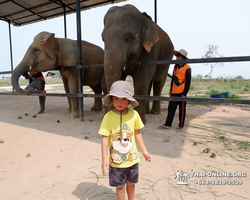 Elephant Jungle Sanctuary excursion in Pattaya Thailand - photo 873