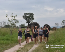 Elephant Jungle Sanctuary excursion in Pattaya Thailand - photo 903