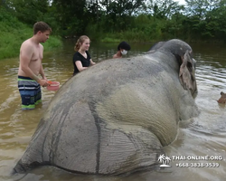 Elephant Jungle Sanctuary excursion in Pattaya Thailand - photo 605