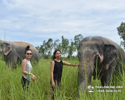 Elephant Jungle Sanctuary excursion in Pattaya Thailand - photo 515