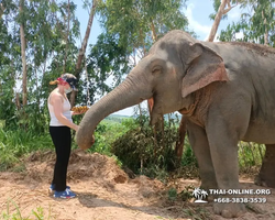 Elephant Jungle Sanctuary excursion in Pattaya Thailand - photo 42