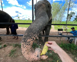 Elephant Jungle Sanctuary excursion in Pattaya Thailand - photo 53