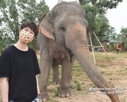 Elephant Jungle Sanctuary excursion in Pattaya Thailand - photo 302