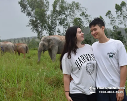 Elephant Jungle Sanctuary excursion in Pattaya Thailand - photo 824