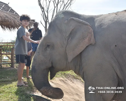 Elephant Jungle Sanctuary excursion in Pattaya Thailand - photo 708