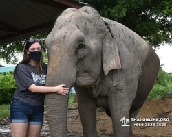 Elephant Jungle Sanctuary excursion in Pattaya Thailand - photo 640