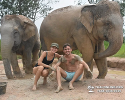 Elephant Jungle Sanctuary excursion in Pattaya Thailand - photo 464