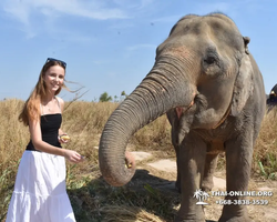 Elephant Jungle Sanctuary excursion in Pattaya Thailand - photo 521