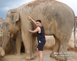 Elephant Jungle Sanctuary excursion in Pattaya Thailand - photo 669