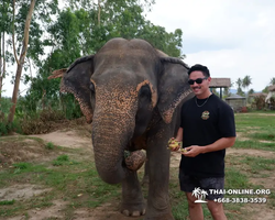 Elephant Jungle Sanctuary excursion in Pattaya Thailand - photo 373