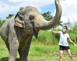 Elephant Jungle Sanctuary excursion in Pattaya Thailand - photo 466