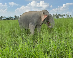 Elephant Jungle Sanctuary excursion in Pattaya Thailand - photo 34