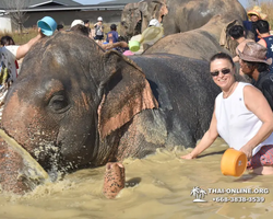 Elephant Jungle Sanctuary excursion in Pattaya Thailand - photo 275