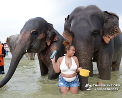 Elephant Jungle Sanctuary excursion in Pattaya Thailand - photo 871