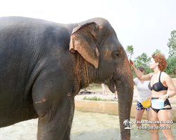 Elephant Jungle Sanctuary excursion in Pattaya Thailand - photo 675