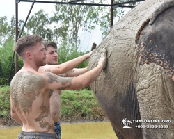 Elephant Jungle Sanctuary excursion in Pattaya Thailand - photo 193