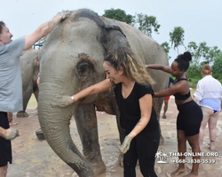 Elephant Jungle Sanctuary excursion in Pattaya Thailand - photo 881