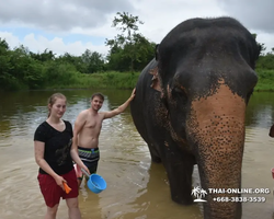 Elephant Jungle Sanctuary excursion in Pattaya Thailand - photo 1032