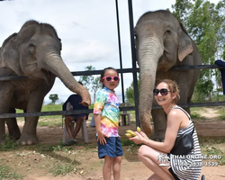 Elephant Jungle Sanctuary excursion in Pattaya Thailand - photo 637