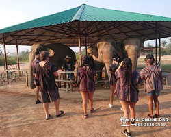 Elephant Jungle Sanctuary excursion in Pattaya Thailand - photo 166