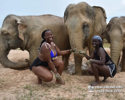 Elephant Jungle Sanctuary excursion in Pattaya Thailand - photo 443