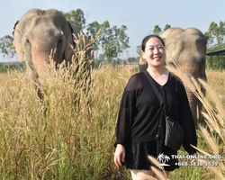 Elephant Jungle Sanctuary excursion in Pattaya Thailand - photo 370