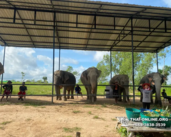 Elephant Jungle Sanctuary excursion in Pattaya Thailand - photo 109