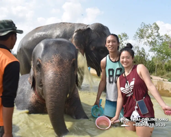 Elephant Jungle Sanctuary excursion in Pattaya Thailand - photo 821